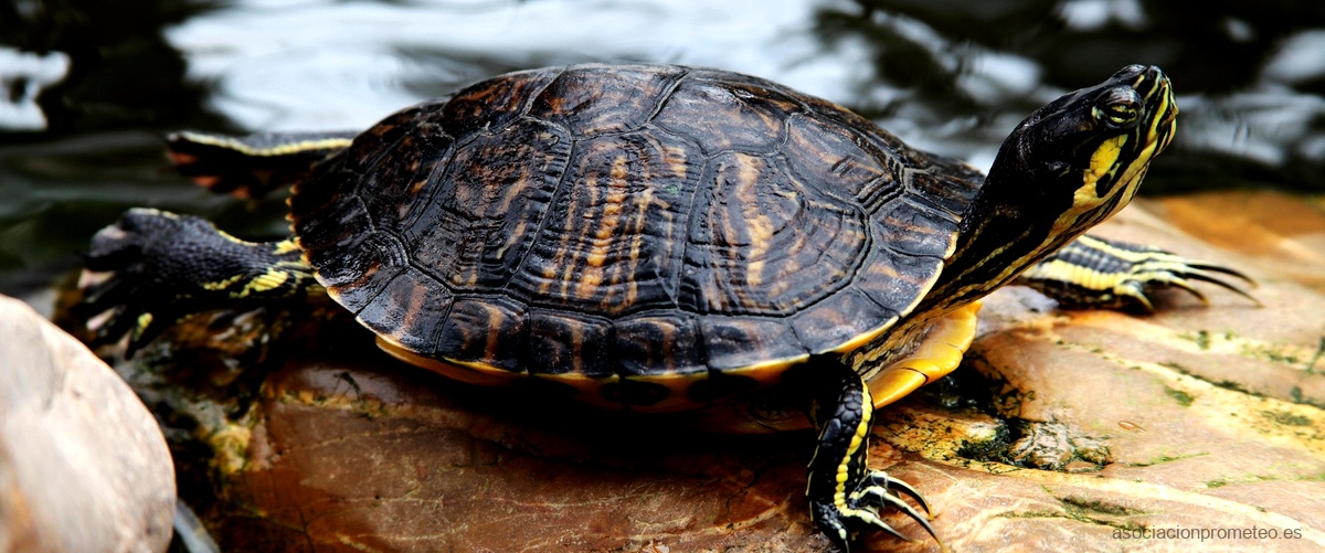 "La maniobra de la tortuga epub: Una estrategia para alcanzar el éxito paso a paso"