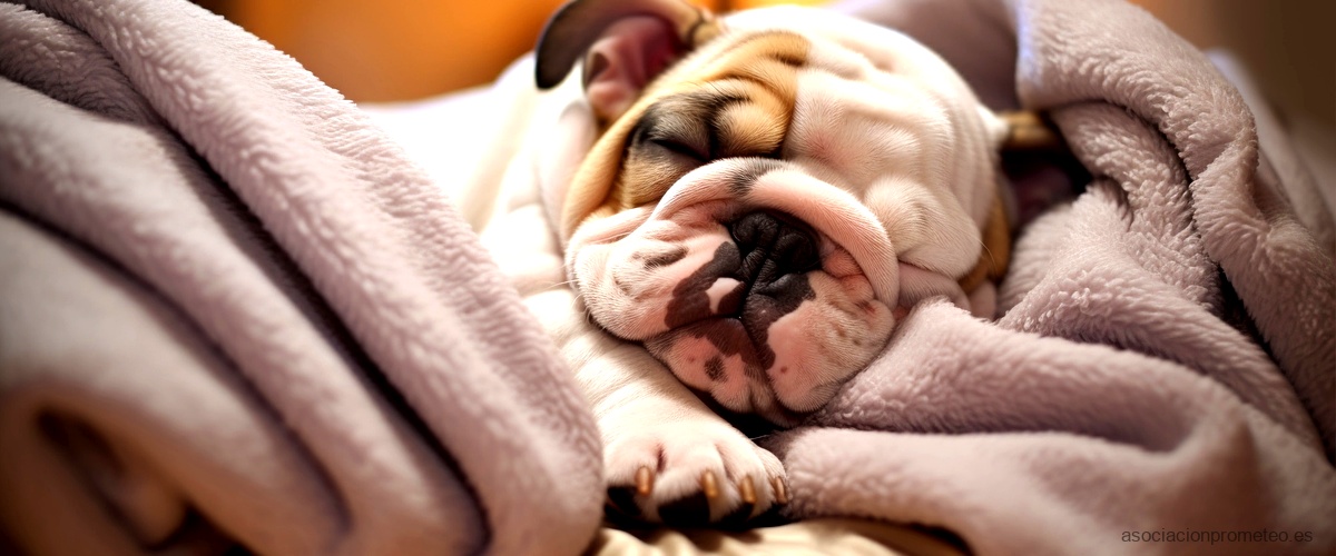 Todo lo que necesitas saber sobre el formato epub de "Perros que duermen"